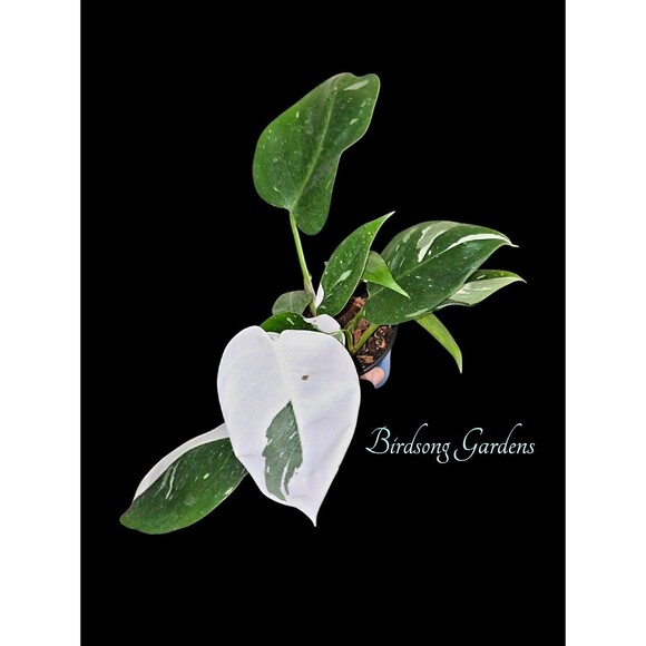 Philodendron White Princess  Rooted Variegated Plant 4" pot READ DESCRIPTION - Picture 1 of 5